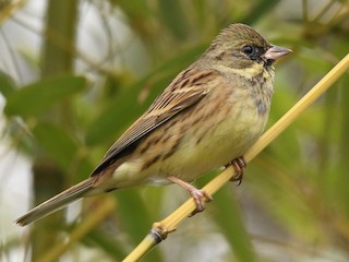 Nonbreeding male - Yasuhiko Komatsu - ML158657511