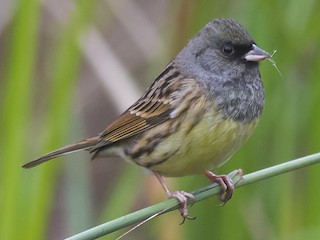 アオジ／シベリアアオジ - eBird