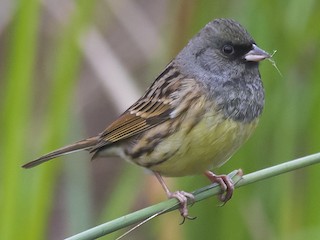  - Black-faced Bunting