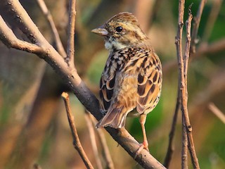 Female/immature - poshien chien - ML158657531