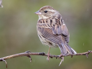 Female/immature - yann muzika - ML158657551