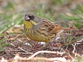 Nonbreeding male - Christoph Moning - ML158657571