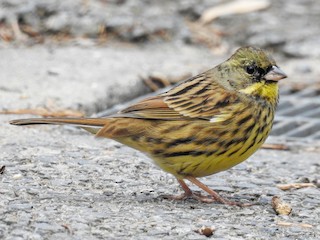 Nonbreeding male - Anonymous - ML158657581