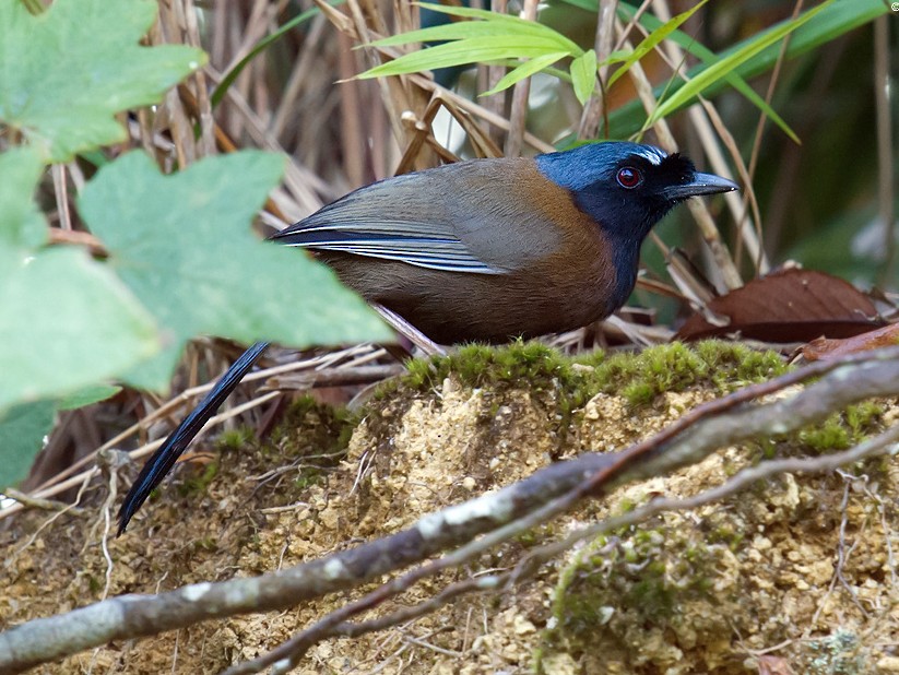 Black Throated Laughingthrush Ebird