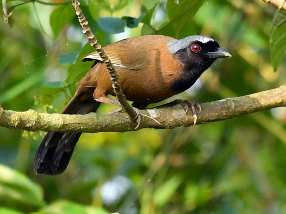 Black Throated Laughingthrush Ebird