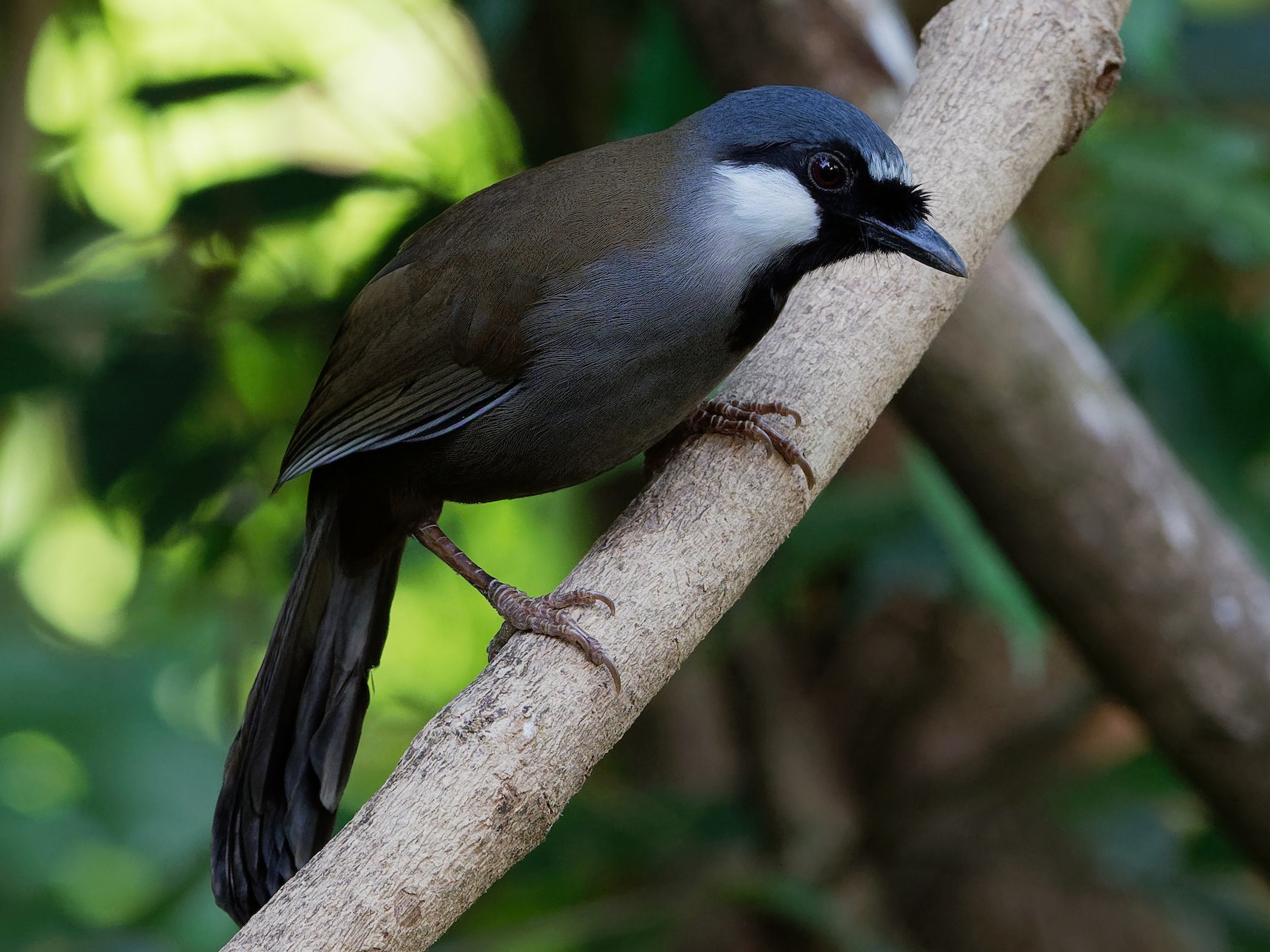 Black-throated Laughingthrush - Vincent Wang