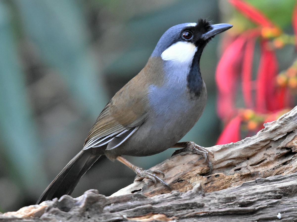 Black-throated Laughingthrush - eBird