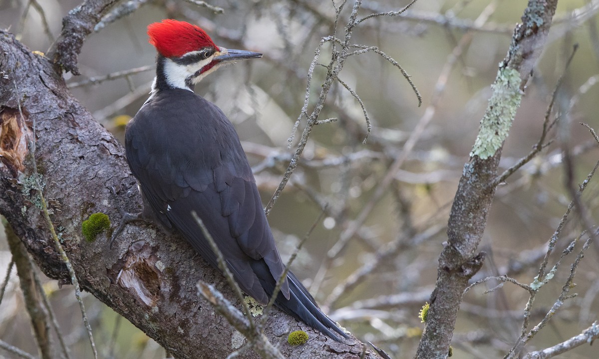 Pileated Woodpecker - ML158658351