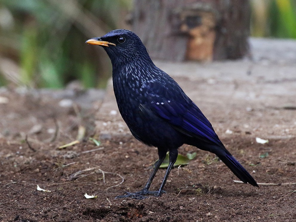 Blue Whistling-Thrush - Charley Hesse TROPICAL BIRDING