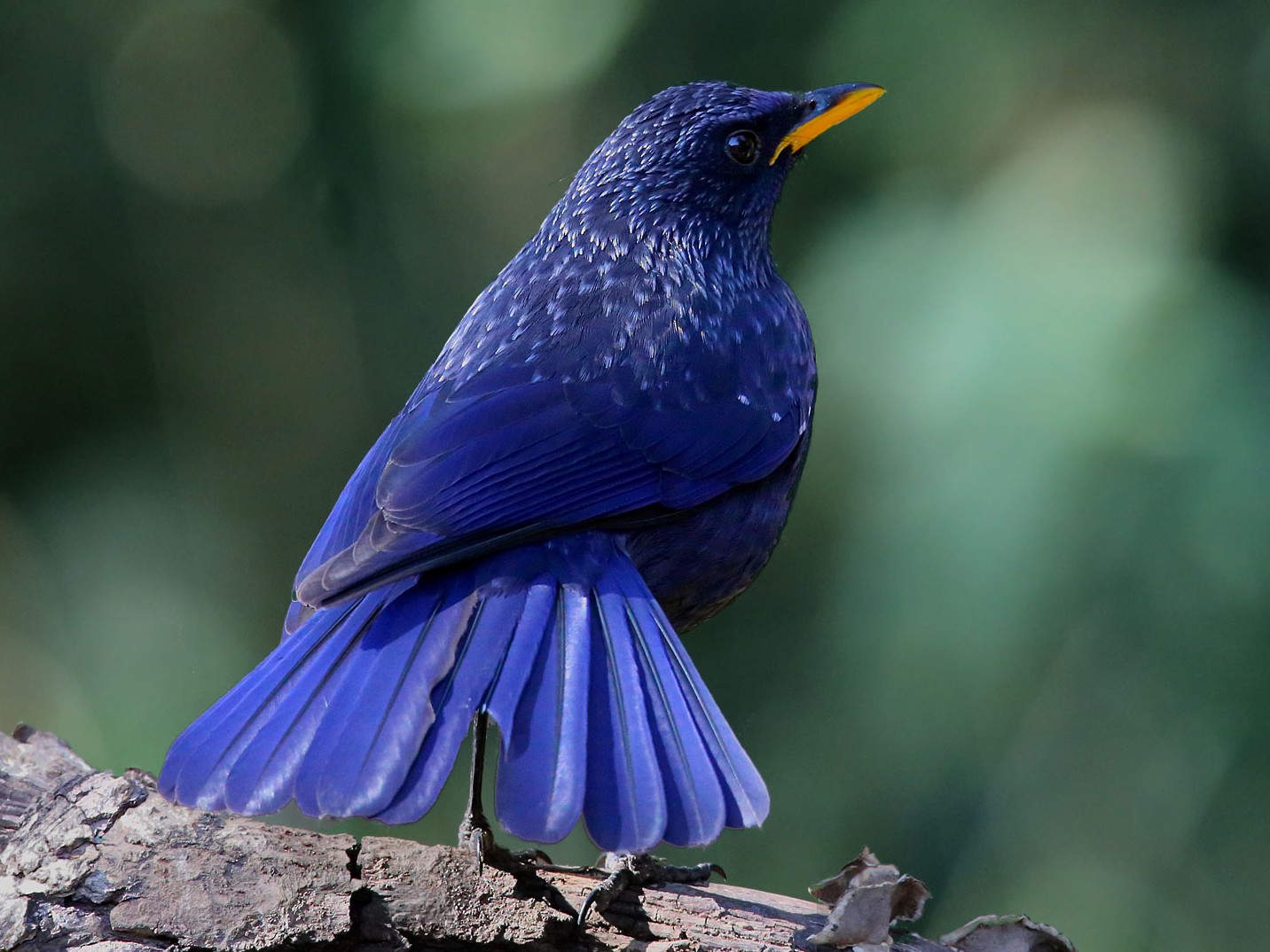 Blue Whistling-Thrush - Shah Jahan