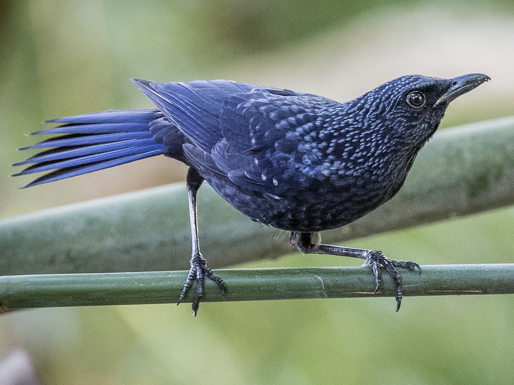 Blue Whistling-Thrush - John Clough