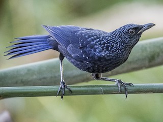  - Blue Whistling-Thrush (Black-billed)