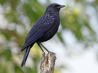  - Blue Whistling-Thrush (Black-billed)