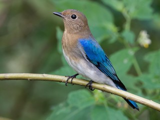 Immature male - Kai Pflug - ML158658561