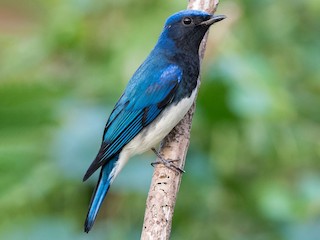  - Blue-and-white Flycatcher