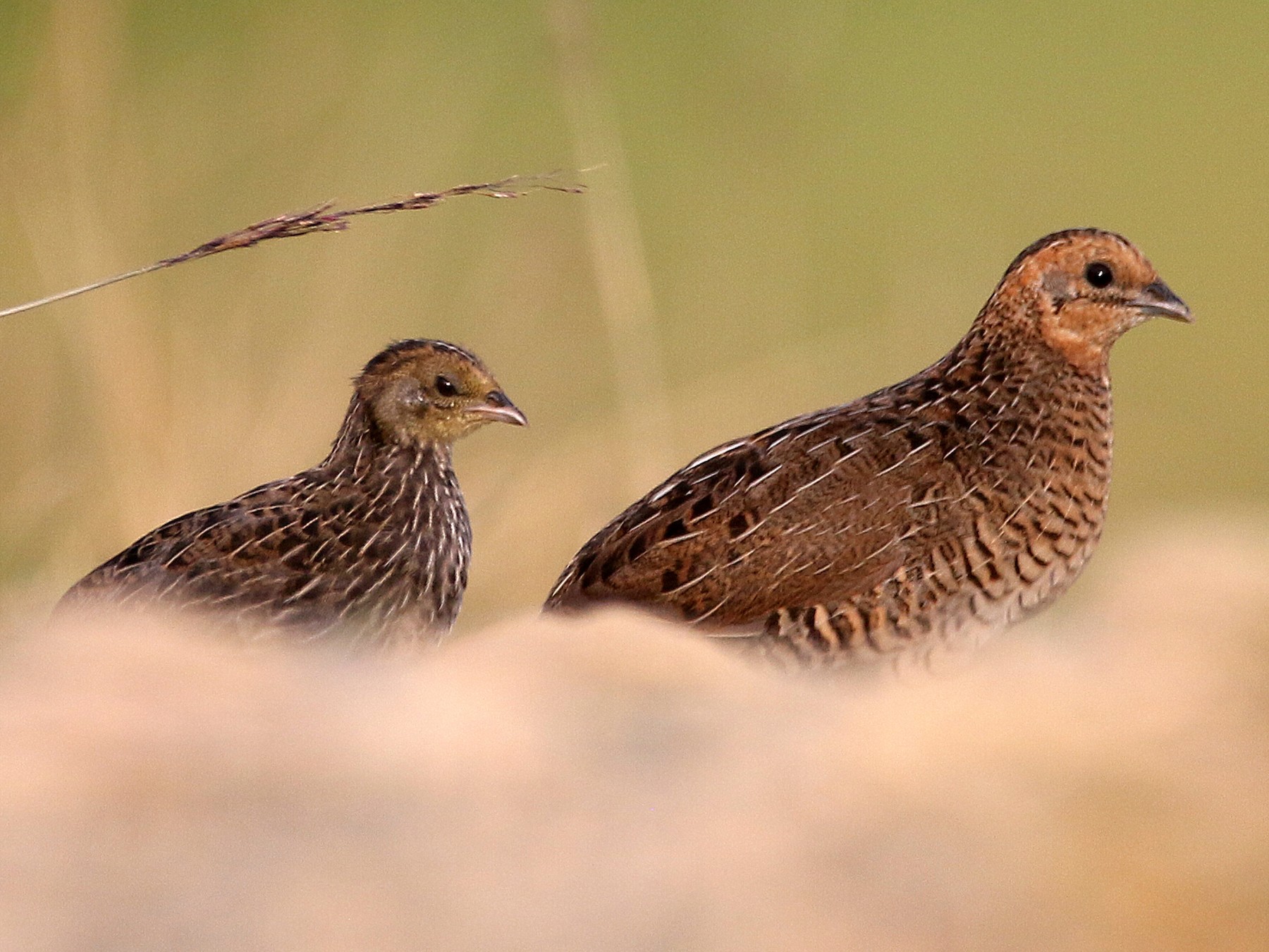 King Quail eBird