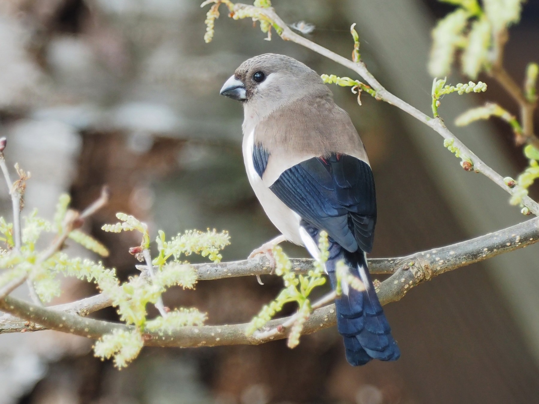 Brown Bullfinch - Scott (瑞興) LIN(林)