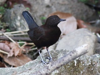  - Brown Dipper