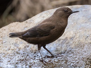  - Brown Dipper