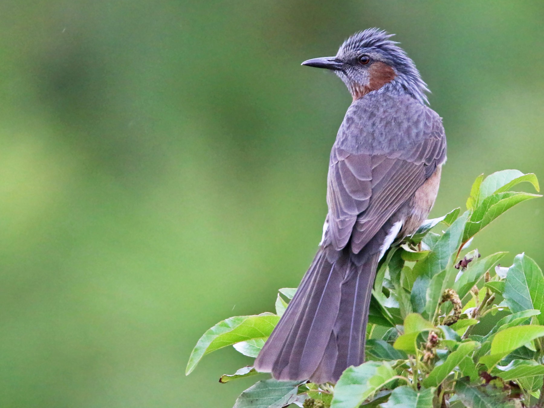 Browneared Bulbul eBird