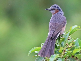  - Brown-eared Bulbul