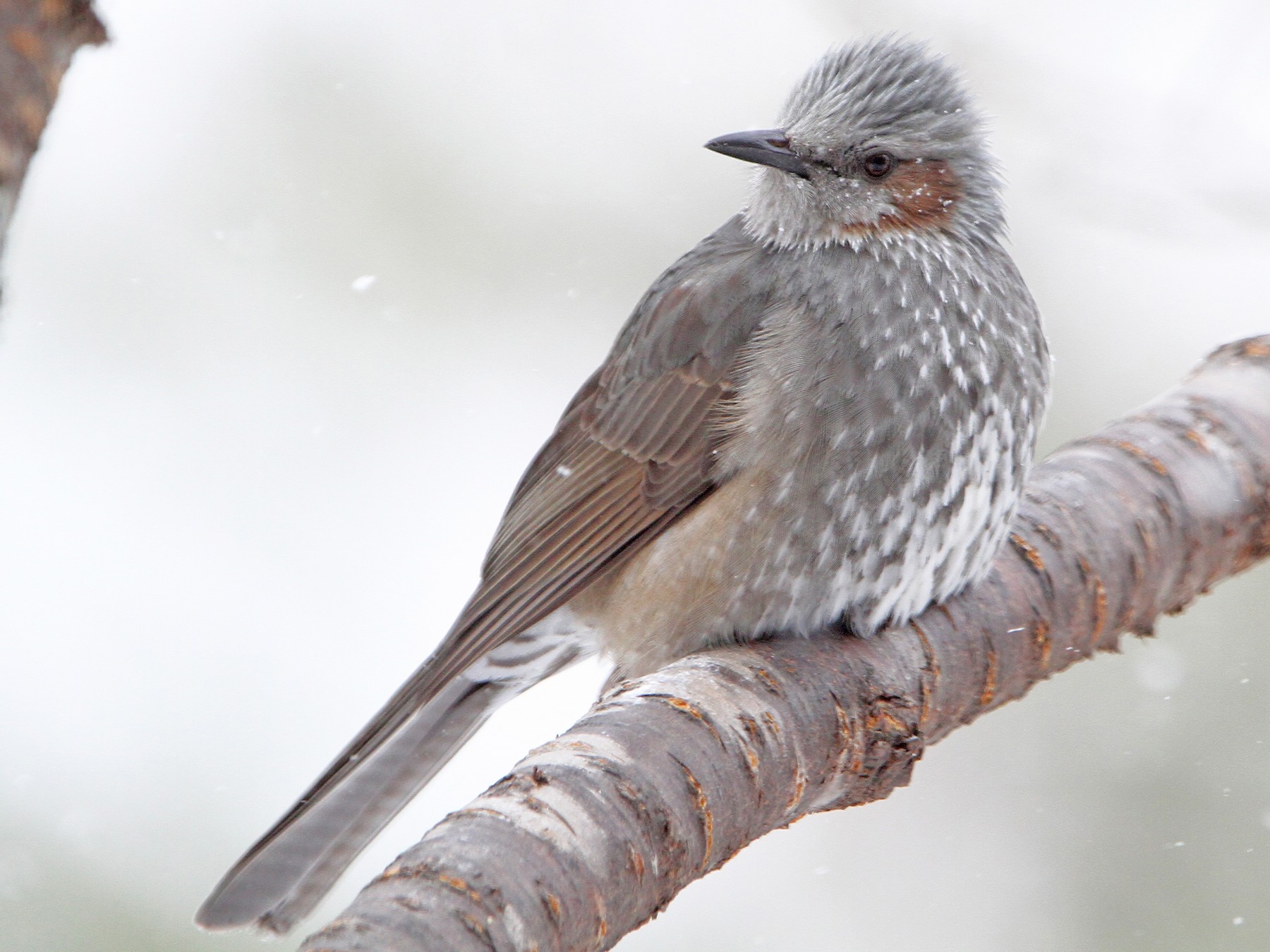 Brown eared bulbul