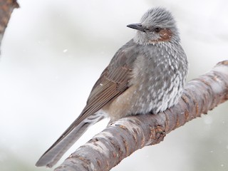  - Brown-eared Bulbul