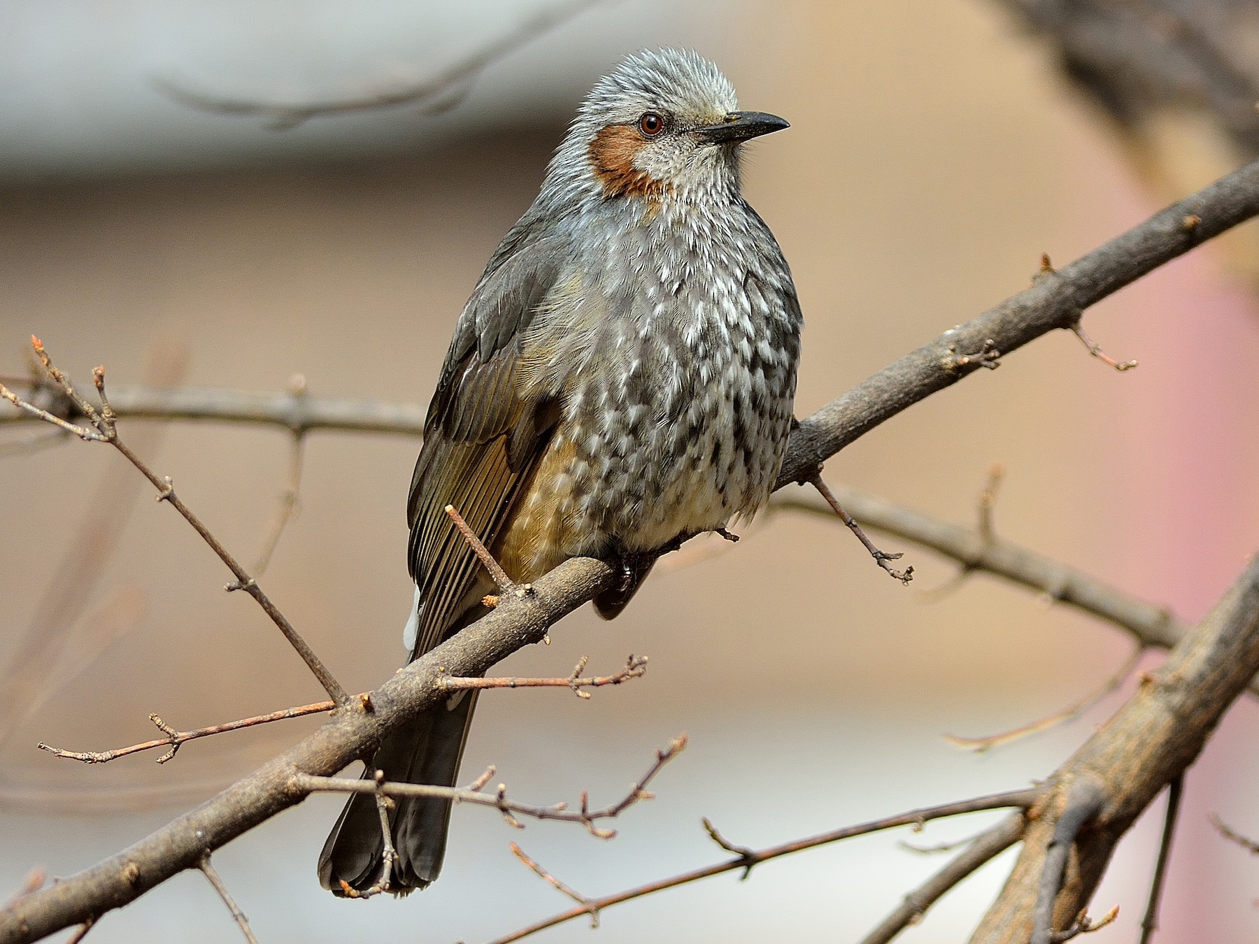 Brown eared bulbul