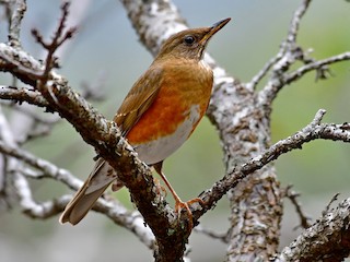  - Brown-headed Thrush