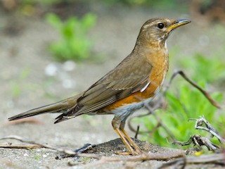  - Brown-headed Thrush
