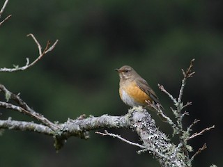  - Brown-headed Thrush
