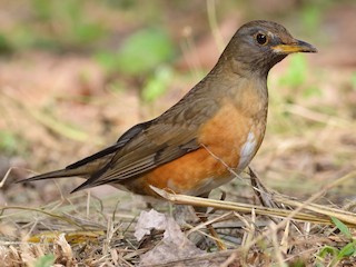 - Brown-headed Thrush