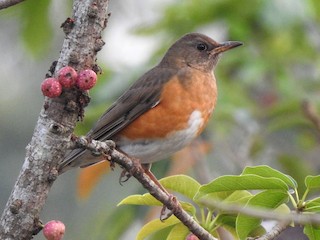  - Brown-headed Thrush