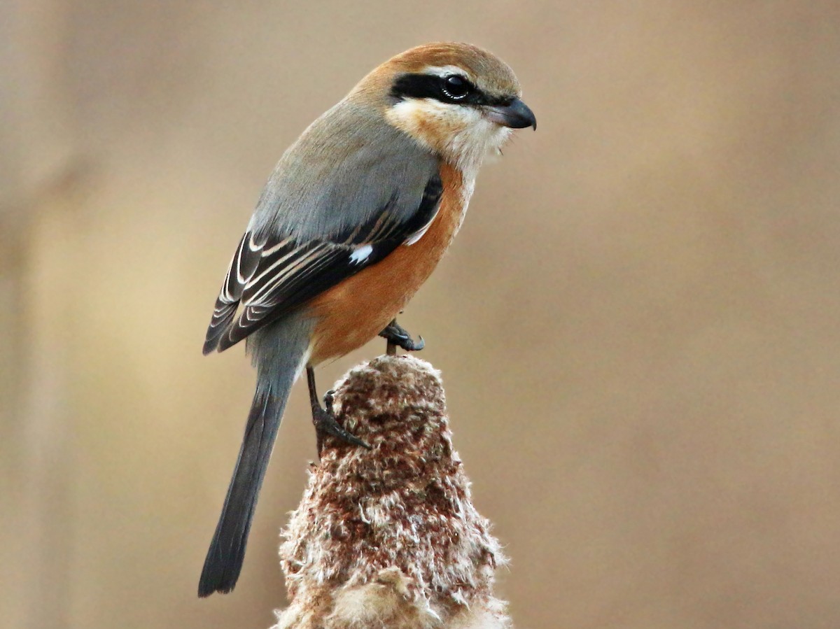 モズ Ebird