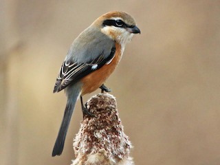  - Bull-headed Shrike