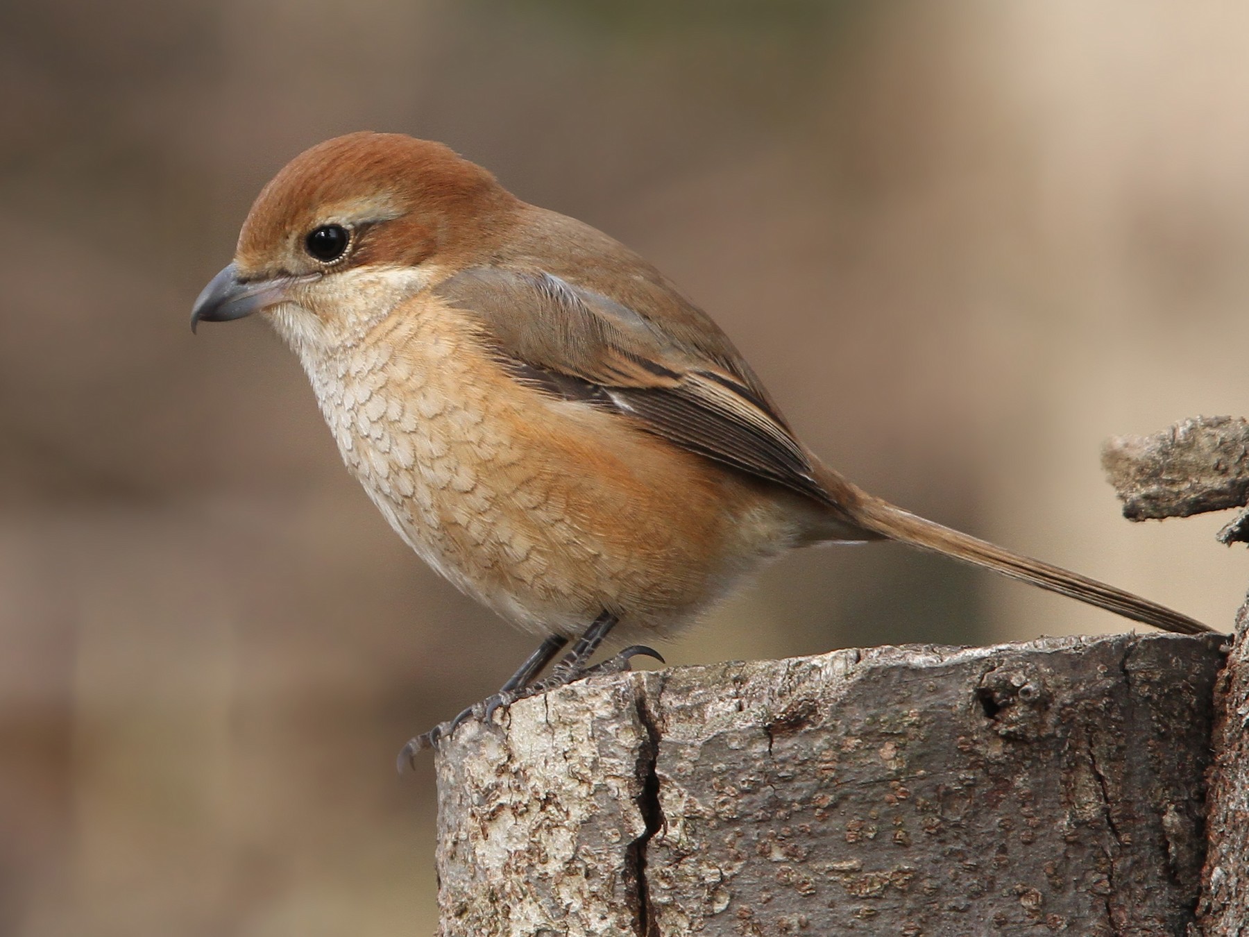 50 best ideas for coloring Bull Headed Synonym