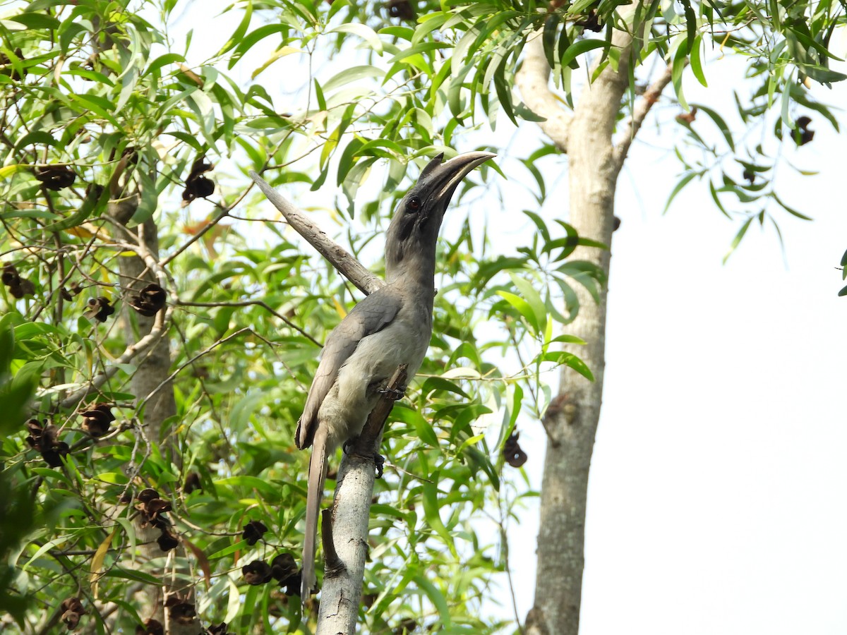 Indian Gray Hornbill - ML158660911