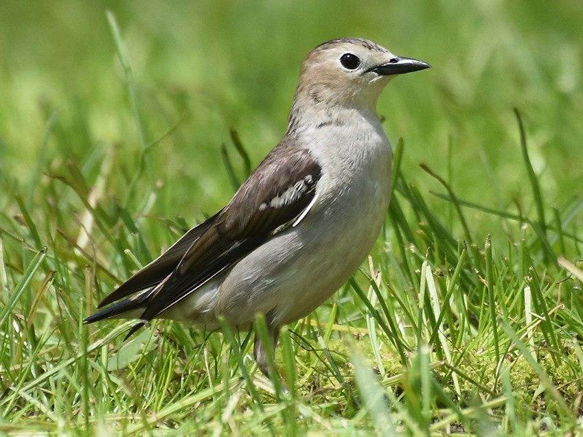 Chestnut-cheeked Starling - Supaporn Teamwong