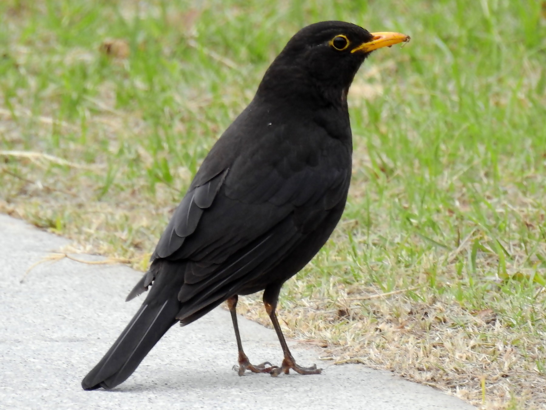 Chinese Blackbird - Frederic  Liu