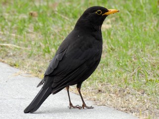  - Chinese Blackbird