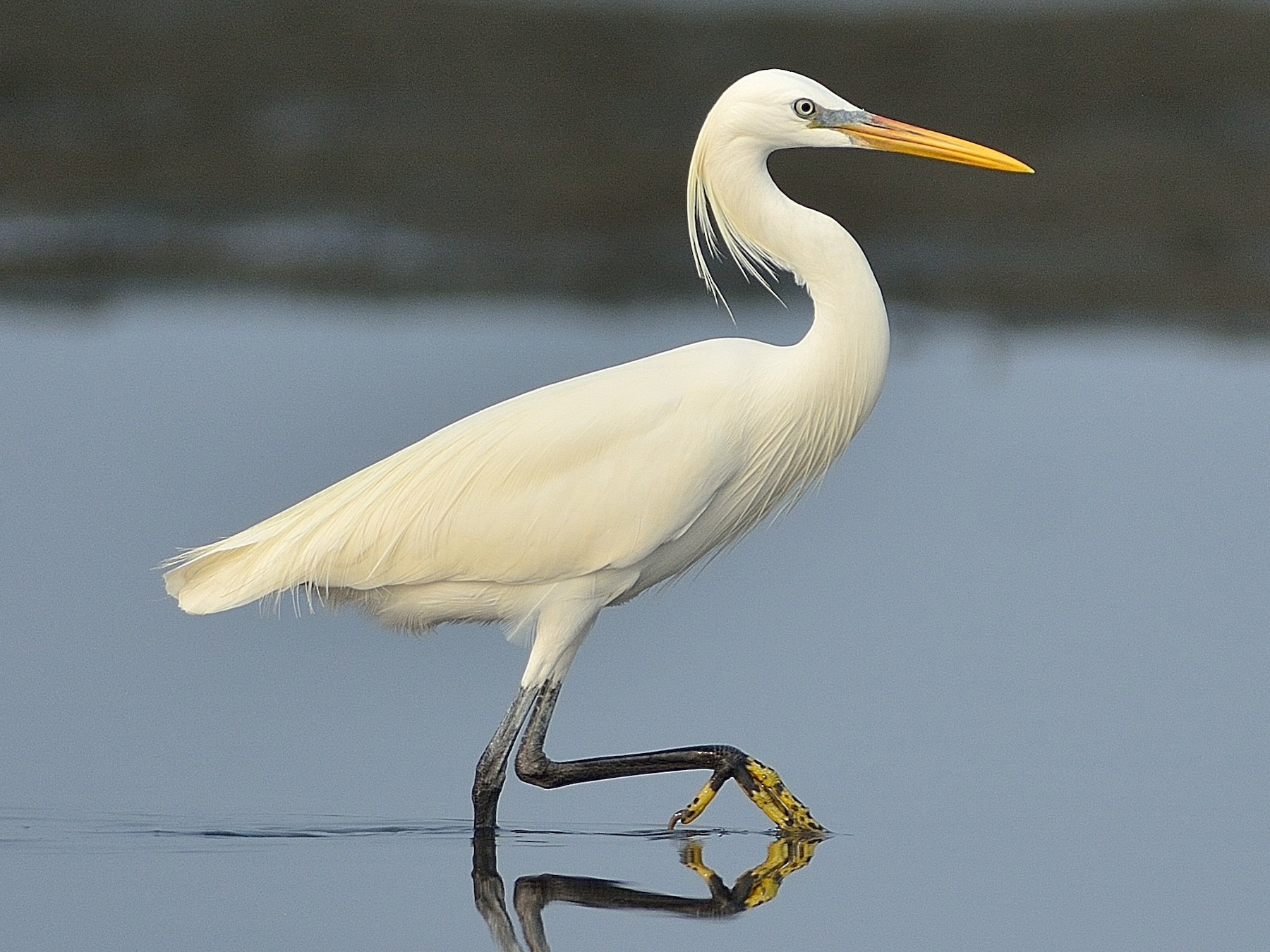 唐白鷺- eBird