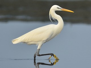  - Chinese Egret