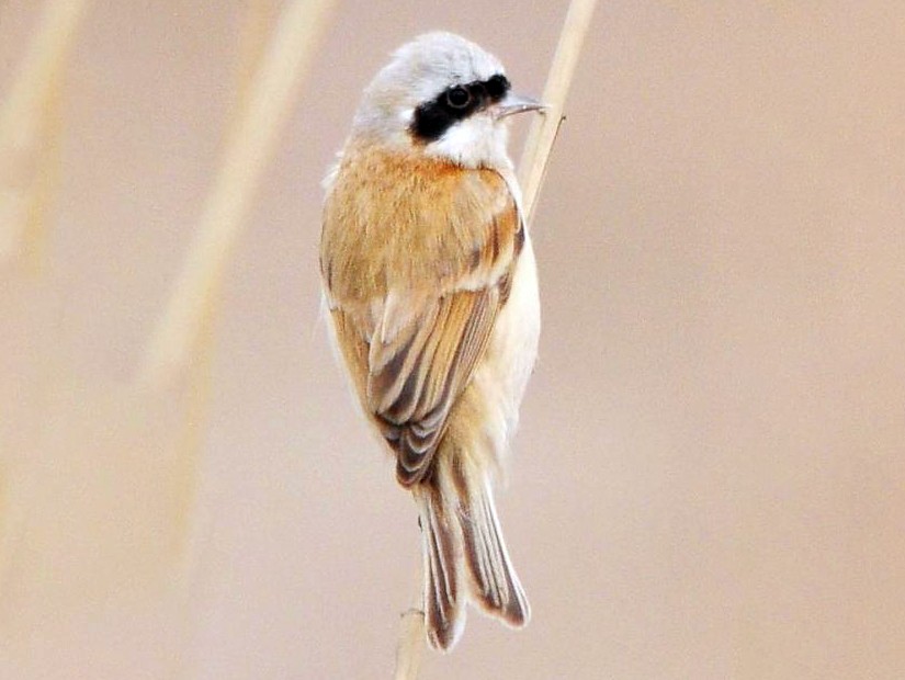 Chinese Penduline Tit Ebird