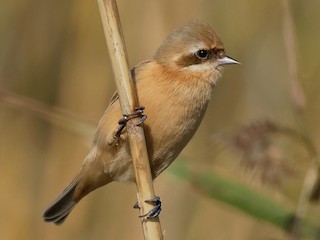 - Chinese Penduline-Tit
