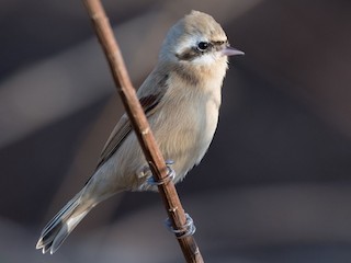  - Chinese Penduline-Tit