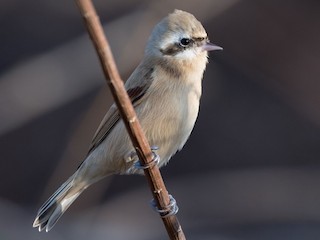 Самка/молодая птица - Kai Pflug - ML158661891