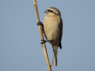  - Chinese Penduline-Tit
