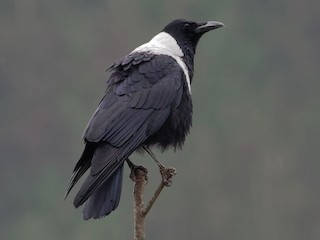  - Collared Crow