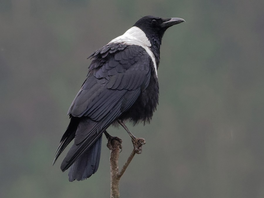 Collared Crow - eBird