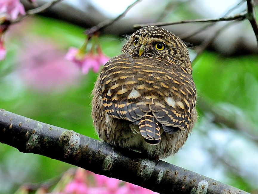 Collared Owlet - 文傑 CHUNG